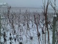 /album/nature-et-vignes/p181209-14-580002-jpg/